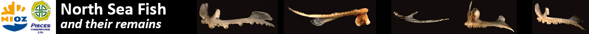 North Sea Fish and their remains